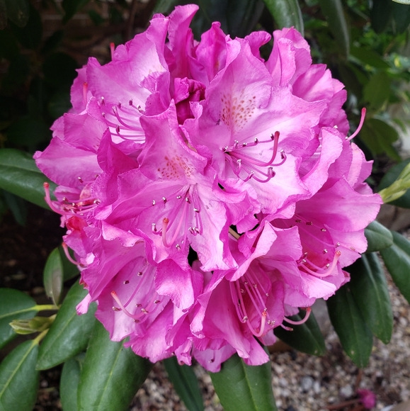 Meet your Posher - Picture 5 of 8